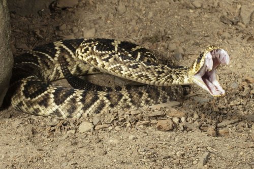 Don't make these critical mistakes if you're bitten by a snake