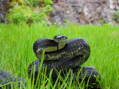 The Six Deadliest Snakes of North Carolina: Have You Seen Any One of Them?