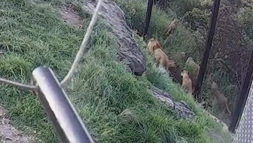 Moment lions escape from enclosure at Australian zoo