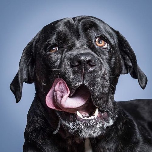Dog days: 6 hilarious photo series featuring man’s best friend