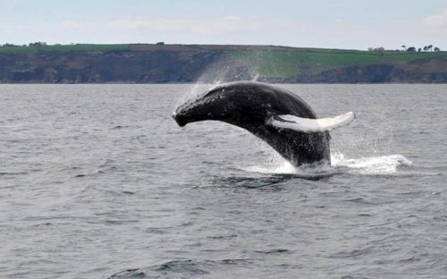 Whale rescued from fishing nets puts on beautiful show for tourists off the coast of Cornwall