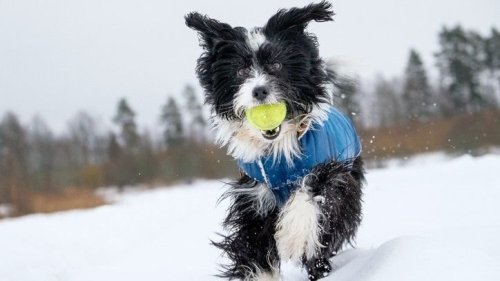 Important Tips Pet Owners Should Know for Winter Preparedness