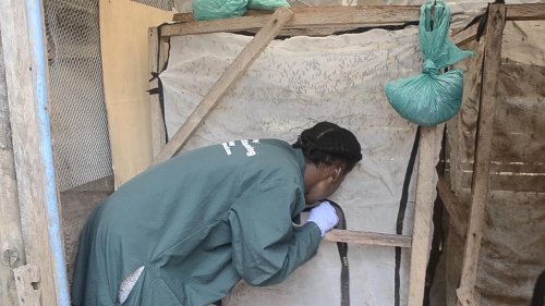 Uganda: Ugandan youth transforms waste into sustainable animal feeds booster using black soldier fly larvae.
