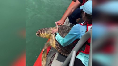 Coast Guard Crews Celebrate as Rescued Loggerhead Turtle Returns to the Sea in Florida, USA