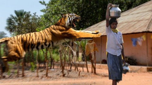 The Deadliest Tiger Attacks of All Time