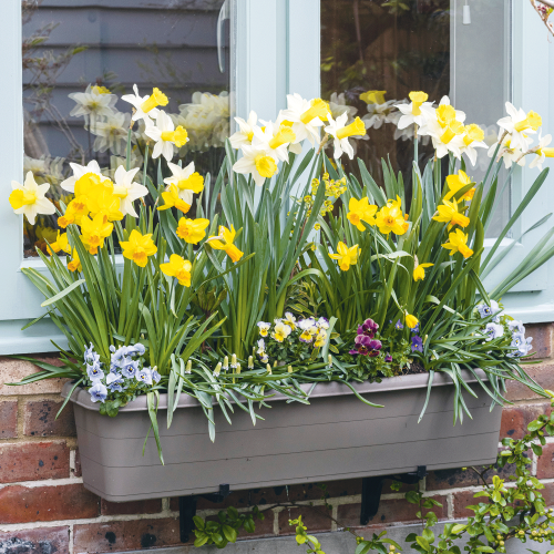 What you need to know about container planting