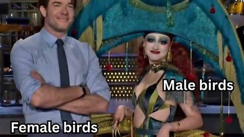 The 250+ funniest memes of the week!