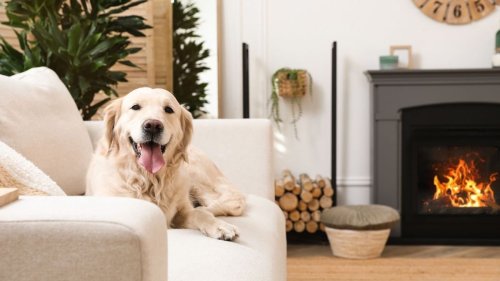 How to dog-proof your home in the most stylish way – 7 tips from designers