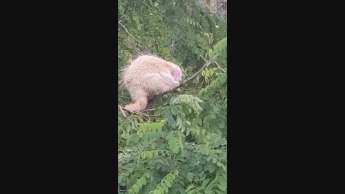 Rare Albino Porcupine Spotted on Tree Branch in Maine