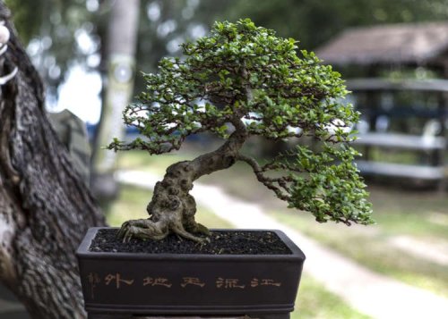 Million-Dollar Bonsai!? Japan's Curious World of Tiny Trees Revealed