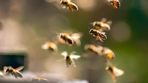 Stunning flowers that'll bring more pollinators to your garden 