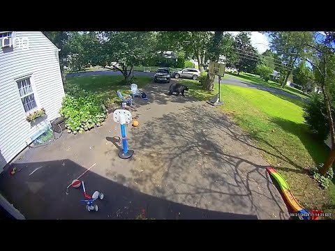 Watch a massive bear sneak up on three young, unsuspecting kids