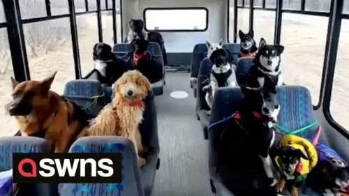 Alaskan dog walker takes the internet by storm with her unique DOG MINIBUS