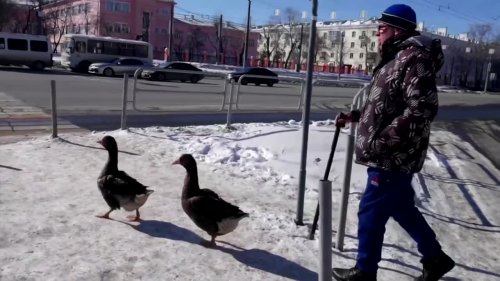 Russian man walks his pet geese