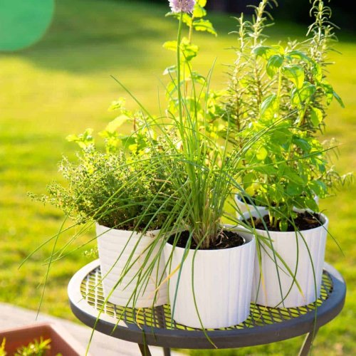 Delicious Recipes that Make a Patio Herb Garden Totally Worth It