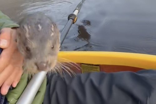 This man and an otter he saved became good friends after her rescue 🥹