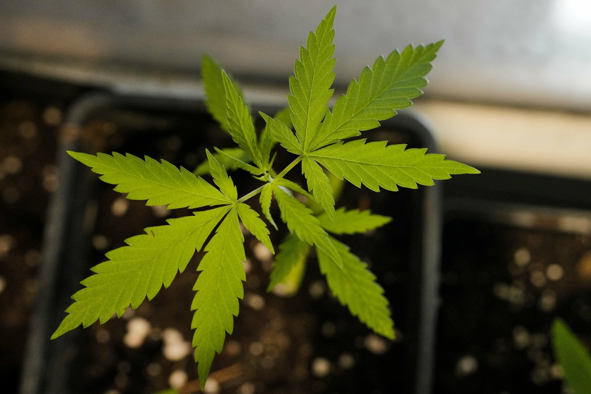 Wie die Ampel Cannabis legal machen will – alle Fragen und Antworten