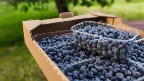 The Rinsing Hack To Sort Out The Sweetest Blueberries In The Pack