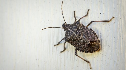 Say Goodbye To Stink Bugs With This Easy And Powerful DIY Repellent
