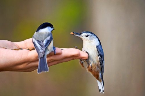 How to Safely Hand-Feed Birds