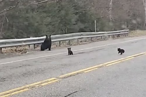 Watch: Mama bear crossed the road, and baby bears were right behind her. Cute!