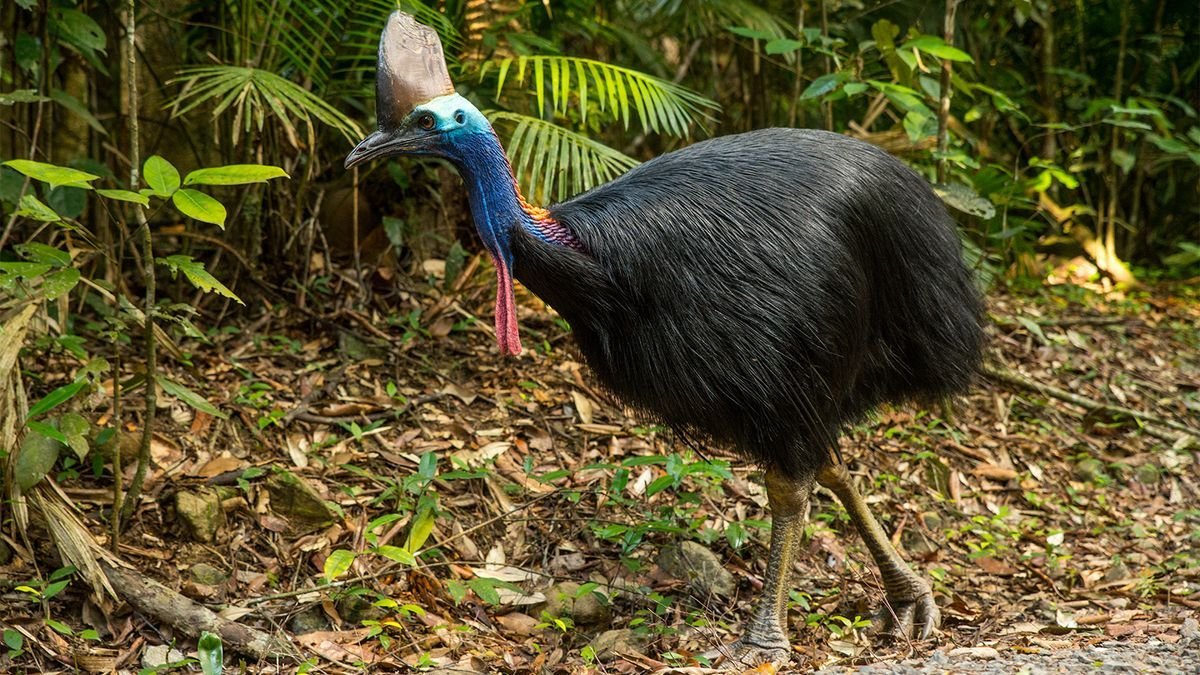 The Cassowary Is the World's Most Dangerous Bird | Flipboard