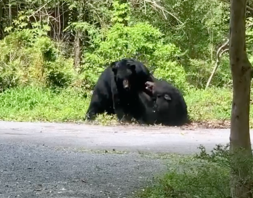 Two black bears face off in wild fight caught on camera 
