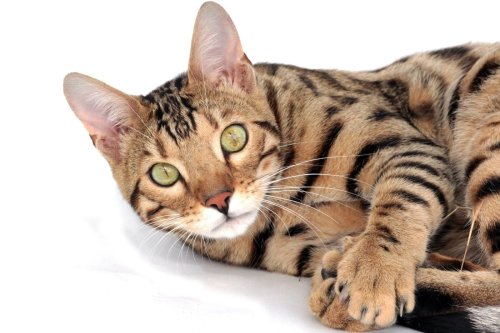 Should you get a Savannah Cat or a Bengal Cat? 