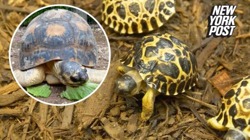 90-year-old tortoise Mr. Pickles fathers three baby turtles