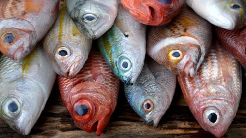 11 Types Of Fish And How To Cook Them  