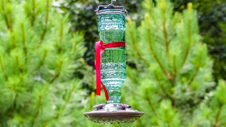 Why You Should Tie A Red Ribbon Around Your Hummingbird Feeder