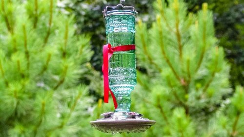 Why You Should Tie A Red Ribbon Around Your Hummingbird Feeder