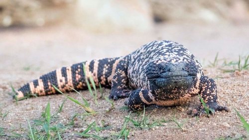 The Reclusive Gila Monster Packs a Venomous Punch — Plus Other Toxic Creatures
