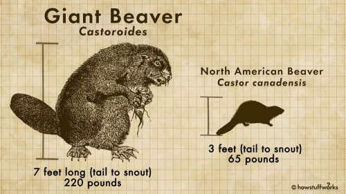 The Extinct Castoroides Was a Bear-sized Beaver — Plus Other Prehistoric Animals