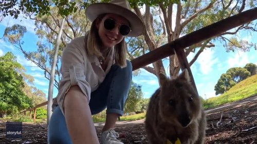 Australian Woman Takes Selfies With Baby Quokka
