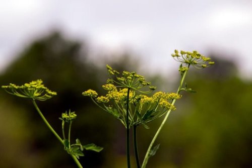 The Worst Invasive Plants You Should Never Grow