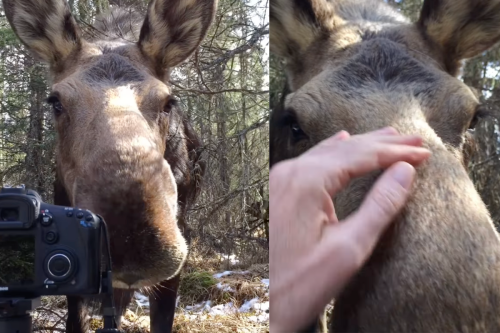 Watch a moose and a wildlife photographer share a special moment together