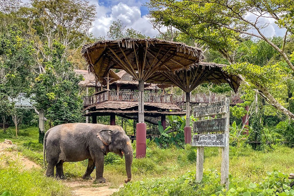 TRAVEL BUCKET LIST IDEA - VISITING AND ELEPHANT SANCTUARY IN THAILAND
