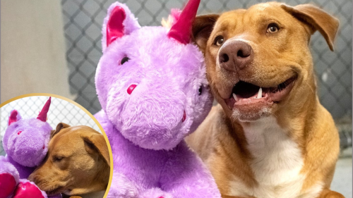 Dog Steals Unicorn Plushie 5 Times till General Store Calls Animal Control, But 