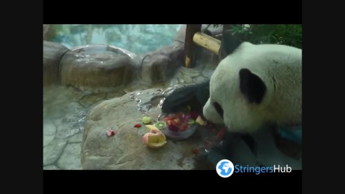 Panda Celebrates His Birthday In Nanning, Guangxi, China
