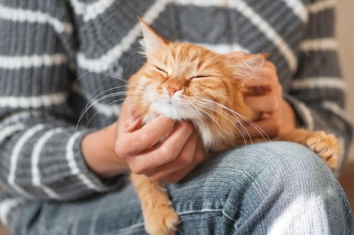 Cat Care 101: How to Care for a Cat