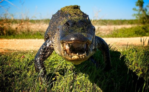 Florida man mistakes a 7-foot gator for a dog, promptly gets bit