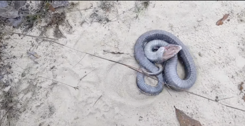Snake caught on camera doing terrifying 'death performance'