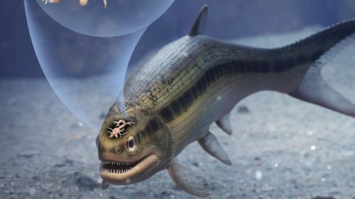 Is This The First Brain Ever To Have Evolved? Scientists Think So