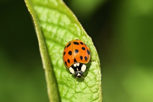 Ladybug vs. Asian Beetle: What's the Difference?