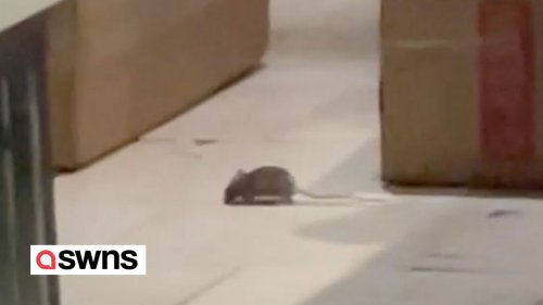 Rats spotted roaming in New York restaurant