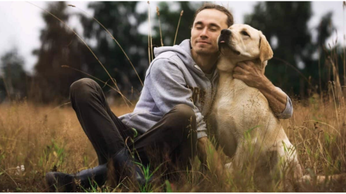 How the Golden Retriever Became the Face of Emotional Support in America