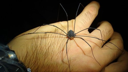 This Infestation Will Give You Chills (Daddy Longlegs Redux)