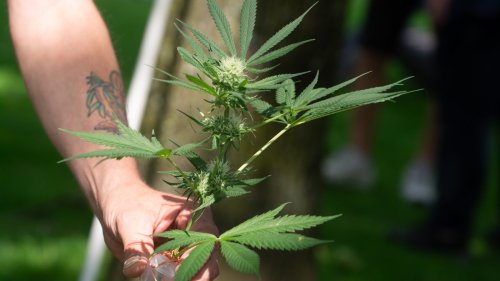Cannabis light: cosa sta succedendo