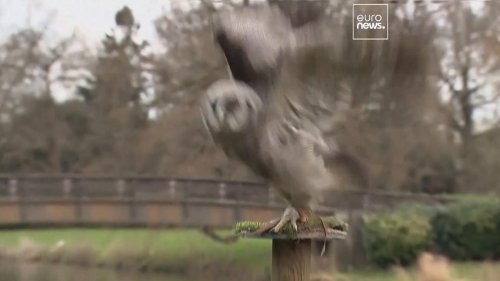 Ernie the Owl flies into retirement after 30-years at Warwick Castle